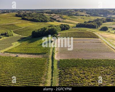 Vista aerea, Vigneto Alba in estate, Sainte Croix du Mont, vigneti di Bordeaux, Gironda, Aquitania Foto Stock