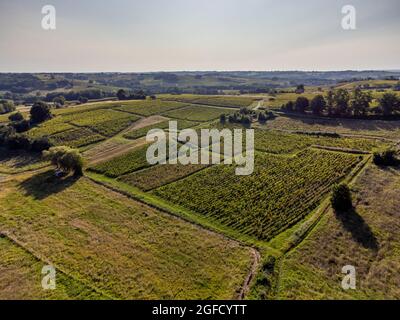 Vista aerea, Vigneto Alba in estate, Sainte Croix du Mont, vigneti di Bordeaux, Gironda, Aquitania Foto Stock