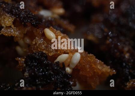 Macroscopio di Kluai Thot, un cibo di strada thailandese fatto di banane fritte Foto Stock