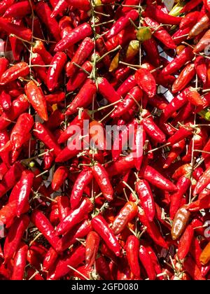 Peperoncini rossi secchi e appesi nel mercato popolare di Vieste, nel Gargano, in Italia Foto Stock