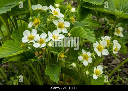 Primo piano fragole in fiore, fragole in crescita nella fattoria Foto Stock