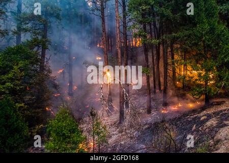 Kyburz, Stati Uniti. 23 Agosto 2021. Il fuoco di Caldor brucia sul lato della montagna. Il fuoco di Caldor è cresciuto fino a oltre 122,000 ettari e minaccia di crescere fino al bacino di Tahoe. (Foto di Ty o'Neil/SOPA Images/Sipa USA) Credit: Sipa USA/Alamy Live News Foto Stock