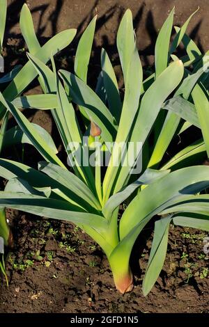 Cipolla aromatizzata all'aglio Rocambol. Viene utilizzato nelle insalate e come spezia in cucina. Foto Stock