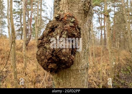 Malattia dell'albero dell'alder, crescita, gonfiore sul tronco. Foto Stock