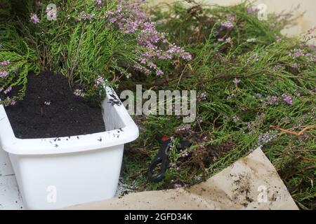 Un grosso mazzo di erica in un secchio prima di imbottire. Primo piano. Foto Stock