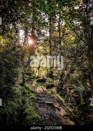 Woodland Scene, Kepler Track, Fiordland National Park, Nuova Zelanda Foto Stock