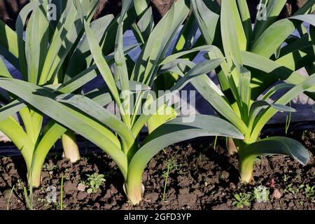 Cipolla all'aglio Rocambol. Viene utilizzato nelle insalate e come spezia in cucina. Foto Stock