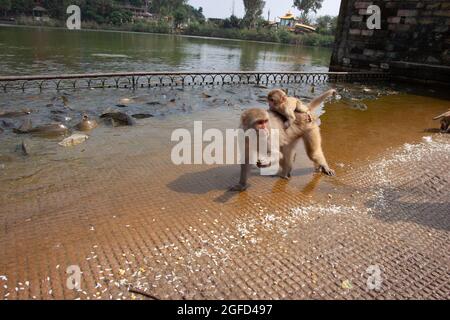 Scimmie rhesus macaque (Macaca mulatta) sulle rive del fiume Ganges a Haridwar, Haridwar è una città e società comunale nel dis Haridwar Foto Stock