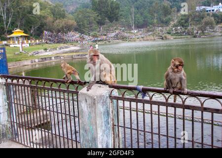 Scimmie rhesus macaque (Macaca mulatta) sulle rive del fiume Ganges a Haridwar, Haridwar è una città e società comunale nel dis Haridwar Foto Stock