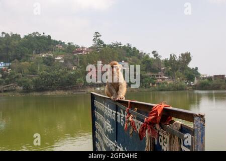 Scimmie rhesus macaque (Macaca mulatta) sulle rive del fiume Ganges a Haridwar, Haridwar è una città e società comunale nel dis Haridwar Foto Stock