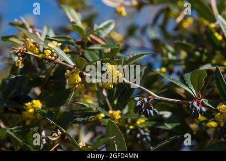 Berberis julianae - Barberry Wintergreen, AKA Barberry cinese. Grappoli di fiori gialli a forma di campana, grappoli di bacche blu scuro/viola Foto Stock