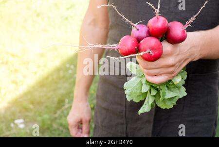 Coltivatore che tiene fresco ravanello in mani su fattoria. Uomini mani che tengono fresco raccolto mazzo. Cibo sano biologico, ortaggi, agricoltura, Foto Stock