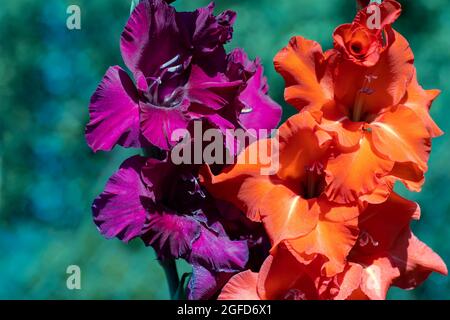 Primo piano gladiolo viola e arancione. Fiori per desktop e design Foto Stock