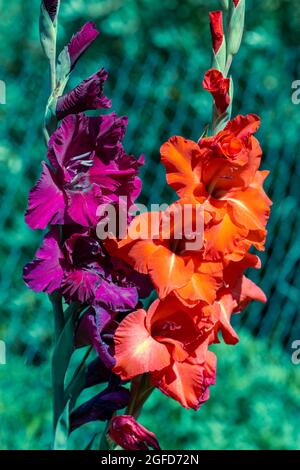 I gladioli multicolore sbocciano nel giardino. Sfondo per cartoline e desktop Foto Stock