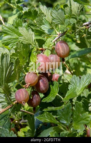 Bacche di uva spina da vicino su un ramo nel giardino Foto Stock