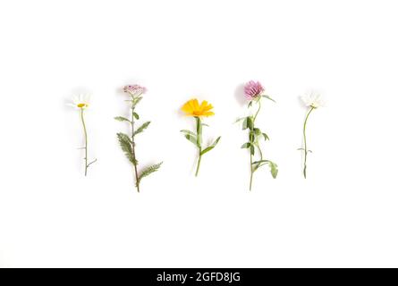 Camomilla, yarrow, calendula, trifoglio erbe medicinali isolato su sfondo bianco, piatto Foto Stock