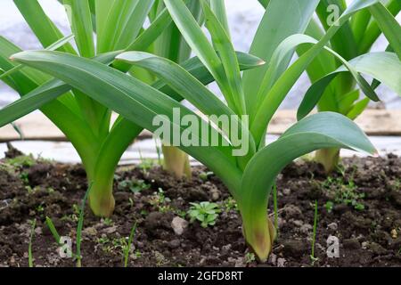 Spicchio di cipolla Rocambol all'aglio. Viene utilizzato nelle insalate e come spezia in cucina. Foto Stock