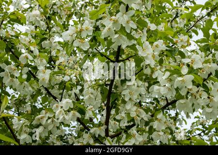 Natura in primavera. Ramo con bella primavera bianca fiori di un albero di frutta. Blossom concetto Foto Stock