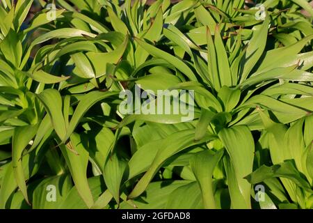 Foglie di fiori verdi di nocciolo imperiali, sfondo verde bello per il design. Foto Stock