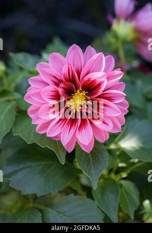 Dahlia Amazone in fiore Foto Stock