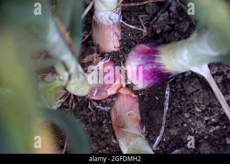 Piante di cipolle e cipolle che crescono nei campi Foto Stock