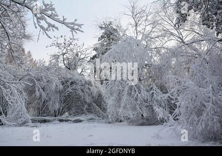 Bellissimo paesaggio invernale bianco. Inverno nevoso in una foresta decidua con un tappeto di neve profonda a terra, rami inchinati di alberi e cespugli sotto t Foto Stock