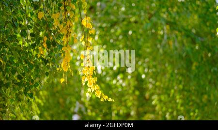 Sfondo autunno. Bell'albero di betulla su foglie colorate sfocate sfondo astratto con razzi di sole. Foto Stock