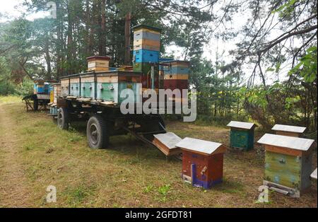 Molti alveari sono stati trasportati da un rimorchio trattore in una nuova posizione in una foresta per raccogliere nettare e polline per un efficiente raccolto di miele di tiglio in s. Foto Stock