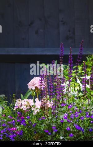 Salvia nemorosa, Lobelia e gerani rosa in un bordo giardino, contro una recinzione blu scuro Foto Stock