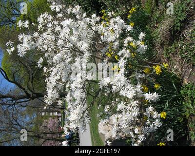 MAGNOLIA STELLATA o Royal Star in fiore Foto Stock