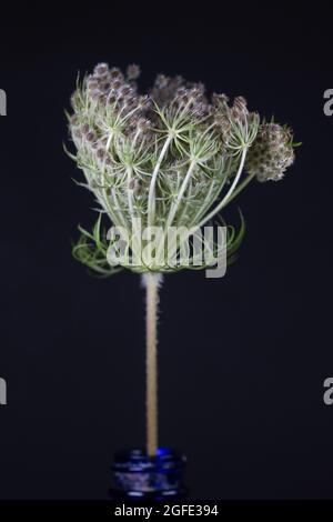 Ritratto drammatico di una carota di Daucus - il fiore di merletto della regina Anna, su sfondo nero. Foto Stock