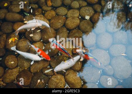 Koi carpe wite e multicolore nuoto nel laghetto artificiale. Foto Stock