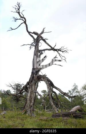 Pino scozzese morto, Bosco Nero di Rannoch, un residuo di un'antica foresta caledoniana, Loch Rannoch Highlands scozzesi. Foto Stock