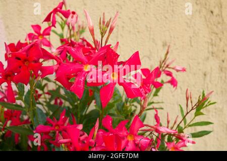 Mandevilla fiori rossi in fiore Foto Stock