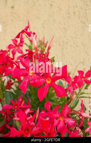 Mandevilla fiori rossi in fiore Foto Stock