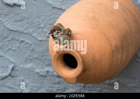 Feldspatz, an Nistkasten aus Ton, Tonröhre, Ton-Nistkasten, Nest, mit Nistmaterial, Feld-Spatz, Feldsperling, Feld-Sperling, Spatz, Spatzen, Sperling, Foto Stock