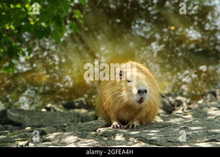 Una foto del coypu d'oro a Praga, Repubblica Ceca. Vive in acqua nella città e sono un problema per l'ecosistema. Foto Stock