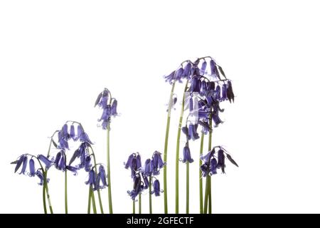 Teste di fiori blu aperte su gambi di bluebells fotografati su sfondo bianco Foto Stock