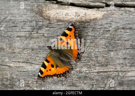 Piccola Tortoiseshell Butterfly su tavola di legno Foto Stock