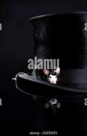 Un piccolo mouse nero hereford seduto su un elegante cappello nero con un cappello con spazio copia Foto Stock