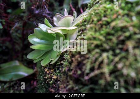 Pinguicula gigantea x moctezumae è una specie tropicale di pianta carnivora della famiglia delle Lentibulariaceae. Trappole flypaper. Giardino botanico Foto Stock