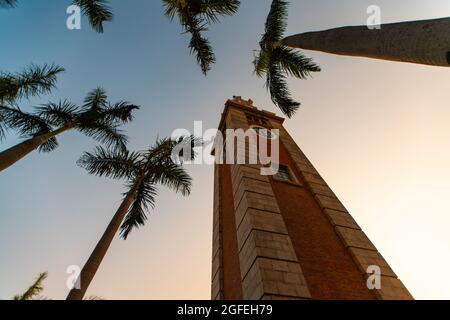 Low angle view of clock tower and palm trees against sky Foto Stock