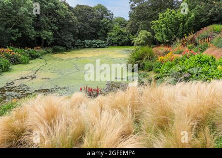 Bonython Estate Gardens, Garden, Helston, Cornovaglia, Inghilterra, REGNO UNITO Foto Stock