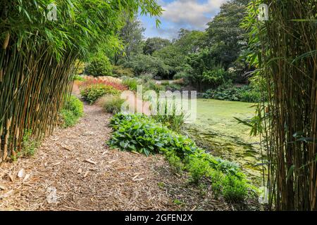 Bonython Estate Gardens, Garden, Helston, Cornovaglia, Inghilterra, REGNO UNITO Foto Stock