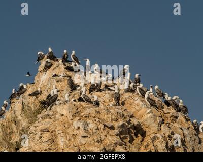 Abbondanza di booby peruviano (Sula variegata) nelle Isole Ballestas nel parco nazionale Paracas, Perù. Foto Stock