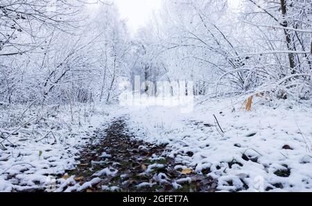 La prima neve e un sentiero dalle foglie Foto Stock