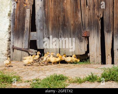 Entrano una grande anatra e un gregge di anatre piccole il fienile attraverso un foro nel muro Foto Stock