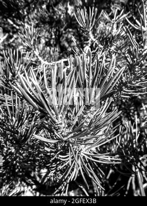 Primo piano degli aghi di uno Utah Juniper, Juniperus Osteosperma, in bianco e nero nel parco statale della Foresta pietrificata, fuori Escalante, Utah, USA Foto Stock