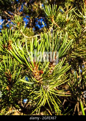 Primo piano degli aghi di uno Utah Juniper, Juniperus Osteosperma, nel parco statale della Foresta pietrificata, fuori Escalante, Utah, USA Foto Stock