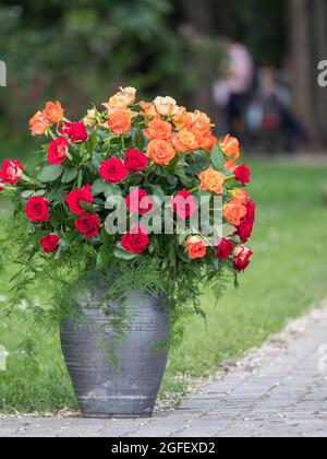 Varsavia, Polonia - 01 giugno 2019: Belle rose romantiche in vasi di argilla nera in Polonia. Royal Bath Park. Europa orientale. Foto Stock